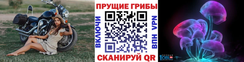 Галлюциногенные грибы Psilocybe  Малгобек 